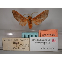 /filer/webapps/moths/media/images/R/rhodospila_Rhipidarctia_HT_RMCA_01.jpg