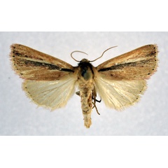 /filer/webapps/moths/media/images/T/terracottoides_Masalia_A_NHMO.jpg