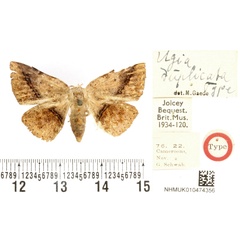 /filer/webapps/moths/media/images/D/duplicata_Ugia_HT_BMNH.jpg