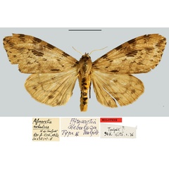 /filer/webapps/moths/media/images/N/nebulosa_Afroarctia_HT_MNHN.jpg