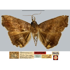 /filer/webapps/moths/media/images/N/nimba_Trichopalpina_HT_MNHN.jpg