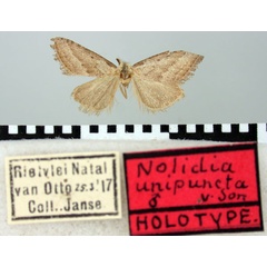 /filer/webapps/moths/media/images/U/unipuncta_Nolidia_HT_TMSA.jpg