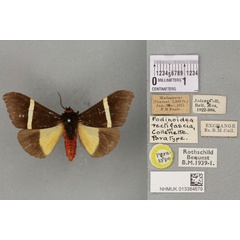 /filer/webapps/moths/media/images/R/rectifascia_Fodinoidea_PTM_BMNH_02a.jpg