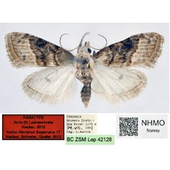 /filer/webapps/moths/media/images/P/parasomata_Nola_PT_NHMO.jpg