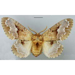 /filer/webapps/moths/media/images/R/regia_Schausinna_AF_TMSA.jpg