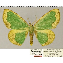 /filer/webapps/moths/media/images/B/bicolor_Dyschlorodes_PTM_ZSM.jpg