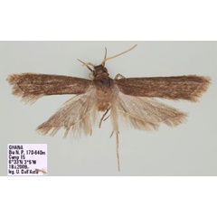 /filer/webapps/moths/media/images/N/nuriana_Homaloxestis_HT_RMCA.jpg