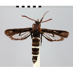 /filer/webapps/moths/media/images/A/albicincta_Thyranthrene_HT_BMNH.jpg