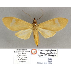 /filer/webapps/moths/media/images/T/thermochroa_Amerila_HT_BMNH.jpg
