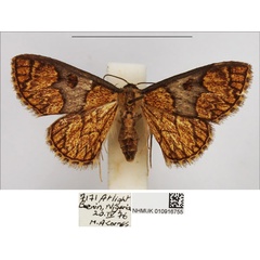 /filer/webapps/moths/media/images/M/mesophaea_Steganiodes_AF_NHMUK.jpg