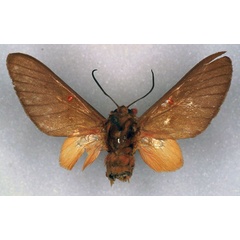 /filer/webapps/moths/media/images/A/angolensis_Balacra_PT_ZSM_01.jpg