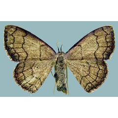 /filer/webapps/moths/media/images/D/dentisignata_Epicosymbia_AF_ZSM.jpg