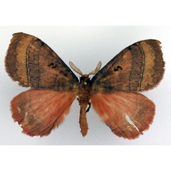 /filer/webapps/moths/media/images/I/iyayiana_Rhodopteriana_AM_Basquin.jpg