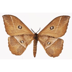 /filer/webapps/moths/media/images/P/pujoli_Melanocera_AF_Basquinb.jpg
