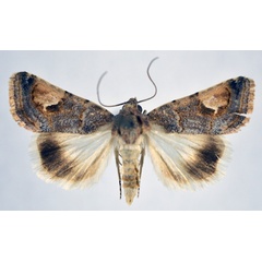 /filer/webapps/moths/media/images/T/tenera_Epharmottomena_AM_NHMO.jpg