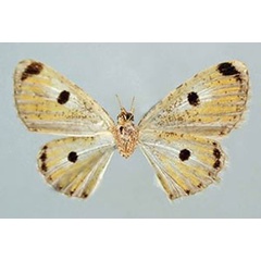 /filer/webapps/moths/media/images/C/clarissima_Orbamia_HT_ZSMb.jpg