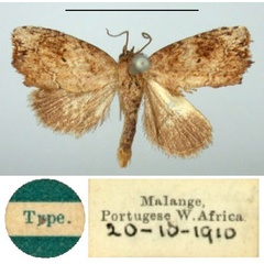/filer/webapps/moths/media/images/C/crenularia_Eublemma_HT_BMNH.jpg