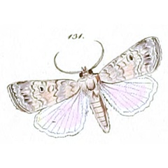 /filer/webapps/moths/media/images/C/capicola_Spodoptera_ST_HS_50-131.jpg