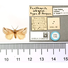 /filer/webapps/moths/media/images/O/obvia_Featheria_PTM_BMNH.jpg