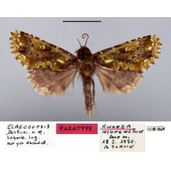 /filer/webapps/moths/media/images/T/turlini_Elaeodopsis_PT_BMNH.jpg