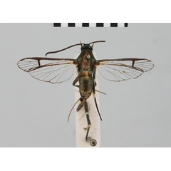 /filer/webapps/moths/media/images/L/lioscelis_Camaegeria_HT_BMNH.jpg