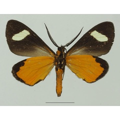 /filer/webapps/moths/media/images/P/perspicua_Pitthea_AM_Basquinb.jpg