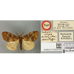 /filer/webapps/moths/media/images/U/uteles_Dasychira_HT_BMNHa.jpg