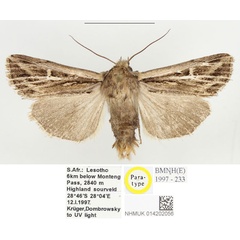 /filer/webapps/moths/media/images/S/semicorax_Mythimna_PTM_BMNH.jpg