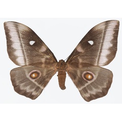/filer/webapps/moths/media/images/O/obscura_Imbrasia_AF_Basquin.jpg