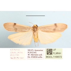 /filer/webapps/moths/media/images/G/goniophoroides_Asythosia_A_MGCLa_02.JPG