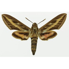 /filer/webapps/moths/media/images/L/livornica_Hyles_AF_Basquin_02a.jpg