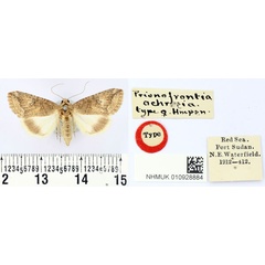 /filer/webapps/moths/media/images/O/ochrosia_Prionofrontia_PLT_BMNH.jpg