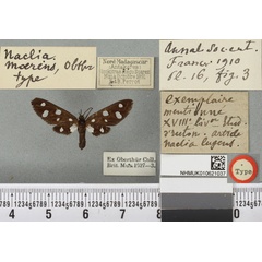 /filer/webapps/moths/media/images/M/moerens_Naclia_HT_BMNHa.jpg
