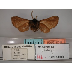 /filer/webapps/moths/media/images/P/pinheyi_Metarctia_HT_RMCA_02.jpg