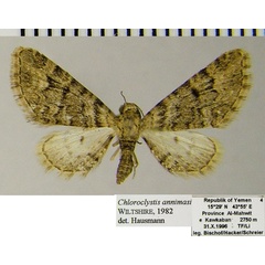 /filer/webapps/moths/media/images/A/annimasi_Chloroclystis_AF_ZSM.jpg
