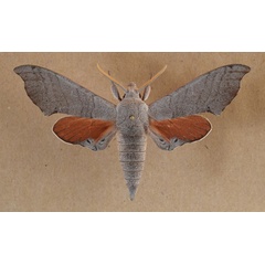 /filer/webapps/moths/media/images/C/coryndoni_Polyptychus_A_Butler.jpg