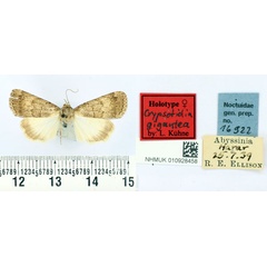 /filer/webapps/moths/media/images/G/gigantea_Crypsotidia_HT_BMNH.jpg