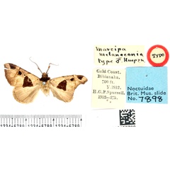 /filer/webapps/moths/media/images/M/melanoconia_Marcipa_LT_BMNH.jpg