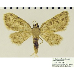 /filer/webapps/moths/media/images/S/sierraria_Chloroclystis_AM_ZSMa.jpg