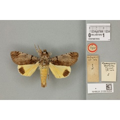 /filer/webapps/moths/media/images/O/ochreipennis_Audea_HT_BMNHa.jpg