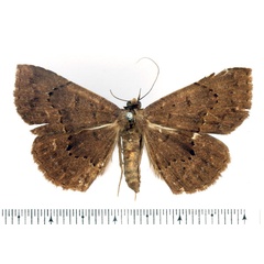 /filer/webapps/moths/media/images/E/euryptera_Maxera_AF_BMNH.jpg