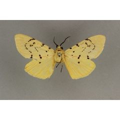 /filer/webapps/moths/media/images/D/diplosticta_Eyralpenus_HT_BMNH.jpg
