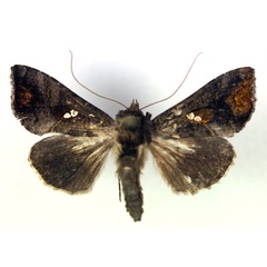 /filer/webapps/moths/media/images/G/glyceia_Trichoplusia_AF_RMCA.jpg