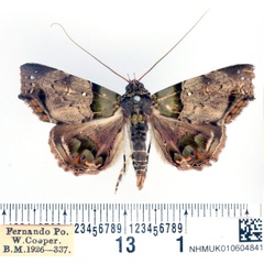 /filer/webapps/moths/media/images/V/variegata_Chlorograpta_AM_BMNH.jpg