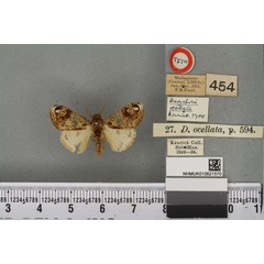 /filer/webapps/moths/media/images/O/ocellata_Dasychira_HT_BMNHa.jpg