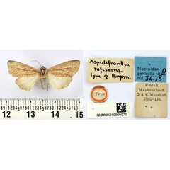 /filer/webapps/moths/media/images/R/rufescens_Aspidifrontia_HT_BMNH.jpg