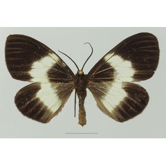 /filer/webapps/moths/media/images/M/massagaria_Macropitthea_AF_Basquina.jpg