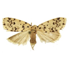 /filer/webapps/moths/media/images/C/conformis_Siccia_AF_BMNH.jpg