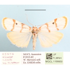 /filer/webapps/moths/media/images/P/puella_Cyana_A_MGCLa_02.JPG