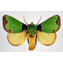 /filer/webapps/moths/media/images/U/urda_Latoia_AM_NHMO.jpg